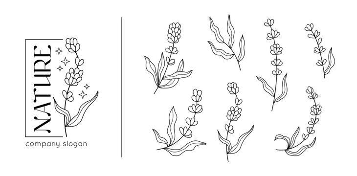 Wall Mural - Spring lavender branch, rustic herbs collection. Decoration plant elements for retro nature brand presentation, flower logo template. Line isolated botanical elements. Vector cartoon icons