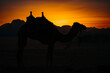 © Adam - Camel Silhouette at Sunset, Wadi Rum Jordan