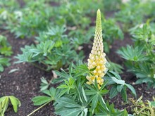 Lupin In The Garden 