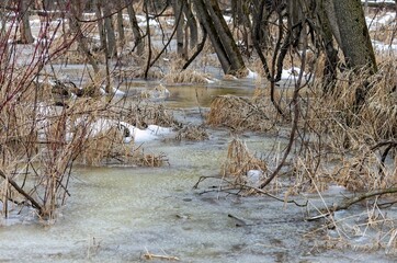 Sticker - Flooded floodplain winter forest in Wisconsin in late winter