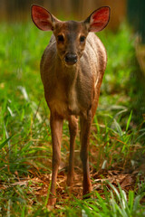 Poster - deer in the forest