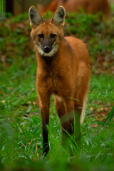 Poster - maned wolf