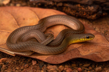 Canvas Print - close up of a snake