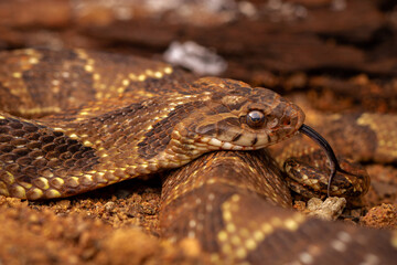 Canvas Print - close up of a snake