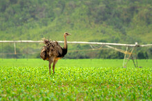 Ostrich In The Field