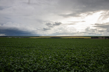 Canvas Print - green soy field