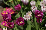 Fototapeta Tulipany - tulips in the garden