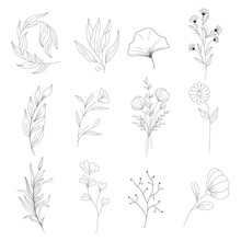 Botanical Minimal Plants And Flowers Icons Sets Classical Black White Handdrawn