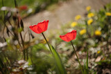 Fototapeta Tulipany - red tulips in the garden