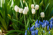Beautiful white tulips blooming in spring garden