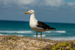 Seagull on the beach surrounded by rocks and grass