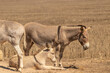 White Donkey family in a sandy field