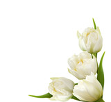 White peony tulip flowers in a corner arrangement isolated on white or transparent background