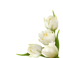 White Peony Tulip Flowers In A Corner Arrangement Isolated On White Or Transparent Background