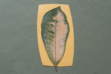 Poster - isolated tropical foliage dried flat on paper