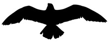 Silhouette Of A Bird