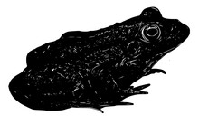 Frog Isolated On White Silhouette