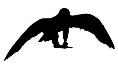 silhouette of a bird