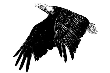 eagle isolated on white black silhouette. Hand drawn Vector illustration for various applications, logo design, t-shirt design, web design, print, interior, books design and many more.