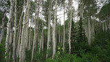 Fototapeta Sypialnia - Aspen tree background
