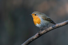 European Robin (Erithacus Rubecula) On A Branch In The Forest Of Noord Brabant In The Netherlands.                       