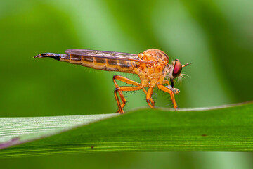 The Asilidae are the robber fly family, also called assassin flies