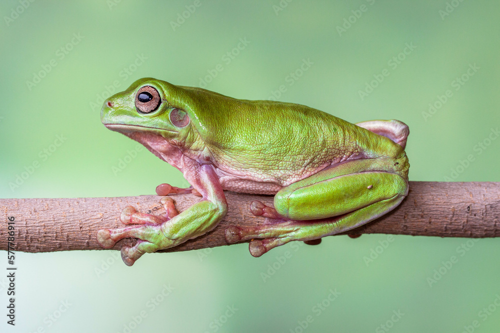 The Australian green tree frog (Ranoidea caerulea), also known as simply green tree frog in Australia, White's tree frog, or dumpy tree frog