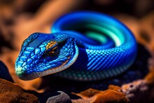 Blue Viper Snake Closeup Face