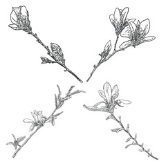 magnolia head on the branch set. spring flower bloom set. botanical illustration made from real tree
