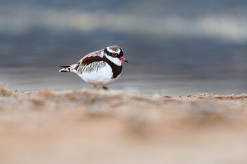 black-fronted dotterel - elseyornis melanops small plover wader in the charadriidae family, bird on 