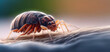 Macro bed bug on human body, banner. AI generation