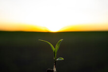 Close Up Of Corn Sprout In Farmer's Hand In Front Of Field. Growing Young Green Corn Seedling Sprouts In Cultivated Agricultural Farm Field Under The Sunset.