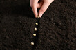 Woman planting pea seeds into fertile soil, closeup. Vegetable growing