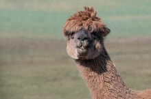 Funny Portrait Of A Brown Alpaca. The Animal Looks Into The Camera. You Can See The Long Teeth. The Alpaca Looks Cheeky.