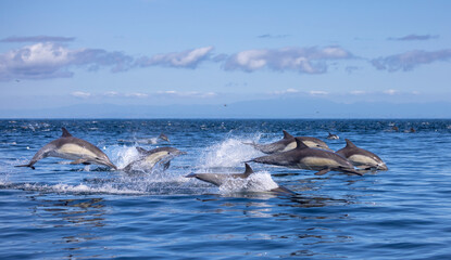 Wall Mural - group of dolphins jumping in water