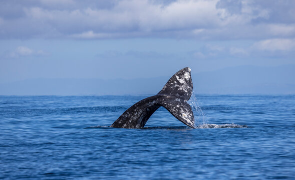 gray whale  tail