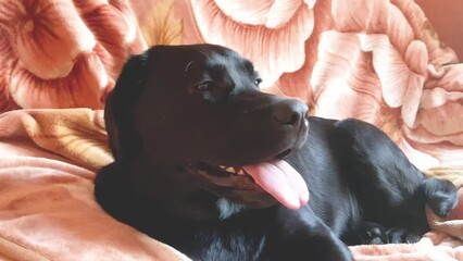 Sticker - A black Labrador retriever dog is lying on the sofa. Lying young dog.