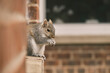 Cute squirrel sitting on window ledge eating nut