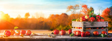 Crate Of Red Apples On Wooden Harvest Table With Field Trees And Sky Background - Autumn And Harvest