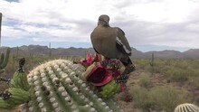 White-winged Dove Bird Eating Feeding Pecking Saguaro Cactus Fruit In Desert