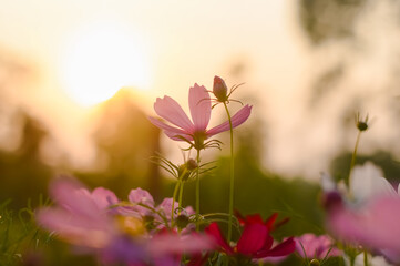Wall Mural - Pink cosmos flower in the garden with sunset time
