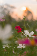 Wall Mural - Pink cosmos flower in the garden with sunset time