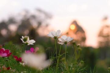 Wall Mural - White cosmos flower in the garden with sunset time