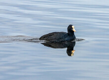 Coot Waterfowl Bird On Blue Water With Reflection 