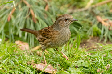 Duncock, hedge sparrow, foraging on the forest floor for food