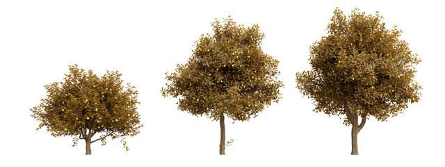 Poster - isolated trees on transparent background,tree citrus limon.3d rendering png set