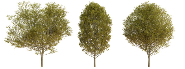 Poster - isolated trees on transparent background.3d rendering png set