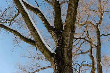 trees in winter on a blue sky