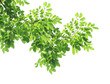 © Direk Takmatcha - Green leaves with branch on transparent background (png file).