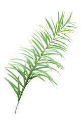  Green leaves of rattan on transparent background (png file).